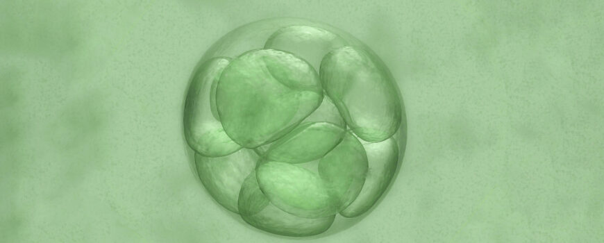 Biopsia del embrión. Accuna