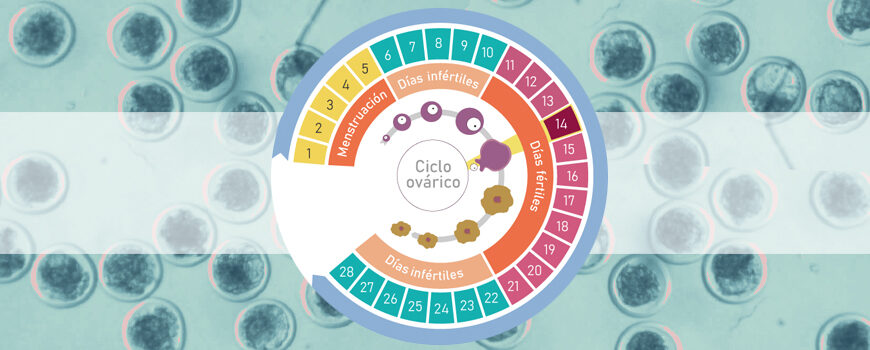 Ovulación y ciclo menstrual irregular; ¿Puedo quedar embarazada? - Accuna